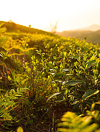 少年房东胡太太的精彩台词：智慧火花，温情互动——房东胡太太台词大挑战-4