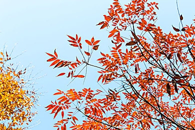 国产毛茸茸毛毛多水水多：水润毛球冒险记，共赴奇幻毛茸乐园-5
