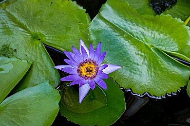 花季传媒app一天三次免费：花季传媒诚意满满，每日三享免费盛宴，邀您共赴精彩之旅