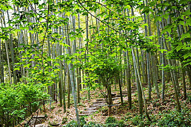糖心鸡教练雷神：电竞传奇，糖心战场，雷神风采独领风骚-1