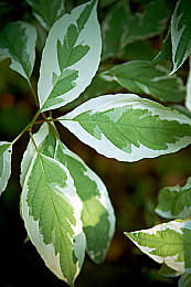 花季黄：青春涌动，爱心织就校园彩虹