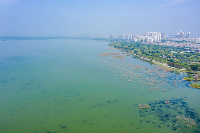 操鸡APP：传承鸡文化，乐享养成竞技之旅