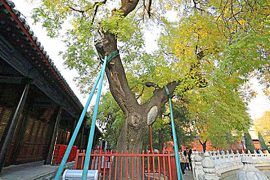 心跳直播旧版本2023：直播领航，未来畅游，科技悦动人心-3