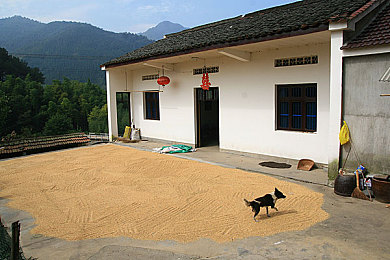 XDEVIOS官方中文免费版安装网站：畅游游戏新天地，官方正版乐趣无限体验平台