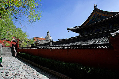 阴桃直播：直播奇幻之旅，互动探索未知果