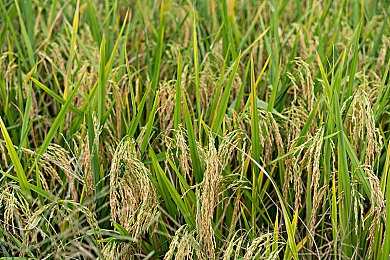 三色黄是哪三色：色彩之谜：红黄蓝三彩传奇，探寻传统文化瑰宝