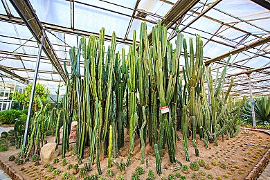 欧美黑人有粗有大：《狂野西部》探索西部冒险：黑人角色优势显著，游戏攻略揭秘-2