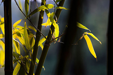 惩戒室鞭笞打屁股：校园暴力阴影下：揭秘教育惩戒失当，关爱青少年成长之路-2