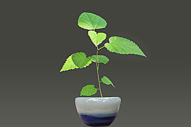 哆啪啪啪啪：节奏狂潮来袭，《疯狂节奏》引领全球音乐挑战热潮