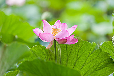 91黑料网曝门吃瓜：揭开游戏圈秘辛：揭秘幕后风云，共筑诚信游戏世界-4
