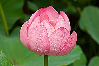 lutube轻量版下载苹果：苹果用户福音，高速下载，隐私无忧，尽享高清影视之旅-3