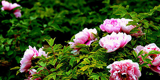 日产精品一线二线三线芒果：芒果缤纷夏日，品味甜蜜产业新篇-2