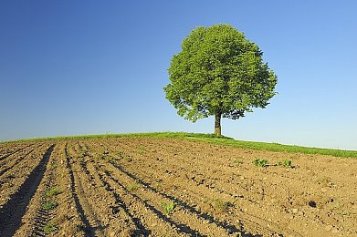 草莓丝瓜芭乐绿巨人樱桃秋葵粉色2023：缤纷蔬果奇遇记，色彩活力生活之旅-4