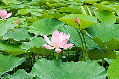 抠逼看黄：揭秘《贪婪洞窟》：探险寻宝背后的惊悚秘密，勇敢者速来一探究竟-5