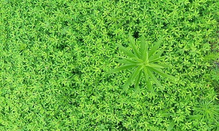 秘密网站：网络深藏秘境：揭秘暗流涌动的网络神秘世界-5
